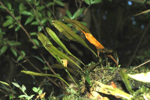 Loxogramme duclouxii (Polypodiaceae)